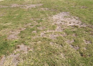 Compacted soils lead to dead areas in lawn