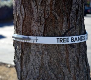 Cover photo for New Citizen Science Project to Measure Tree Growth