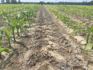 Cover photo for Why Is My Corn Still Yellow?