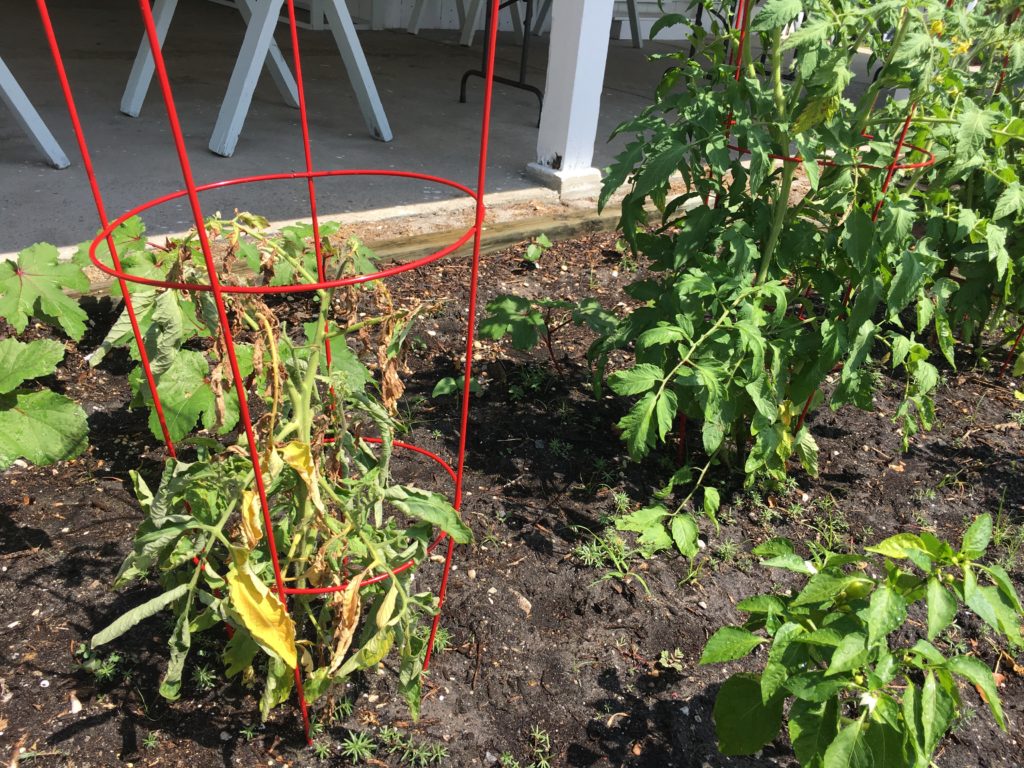 Two tomatoes the one on the left is struggling, the one on the right is healthy.
