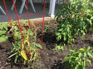 Two tomatoes the one on the left is struggling, the one on the right is healthy.