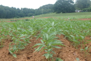 Cover photo for 2017 Western NC Industrial Hemp Trial Is Up and Growing!