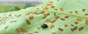 Adult yellow poplar weevil and damage on tulip poplar. Photo: SD Frank