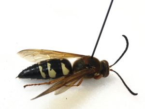 A female cicada killer wasp pinned on a white background
