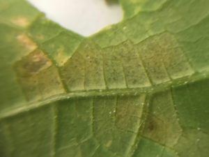 A 20X view of the underside of a cucumber leaf with cucurbit downy mildew. Black spore cases are present in the yellow, angular spots.