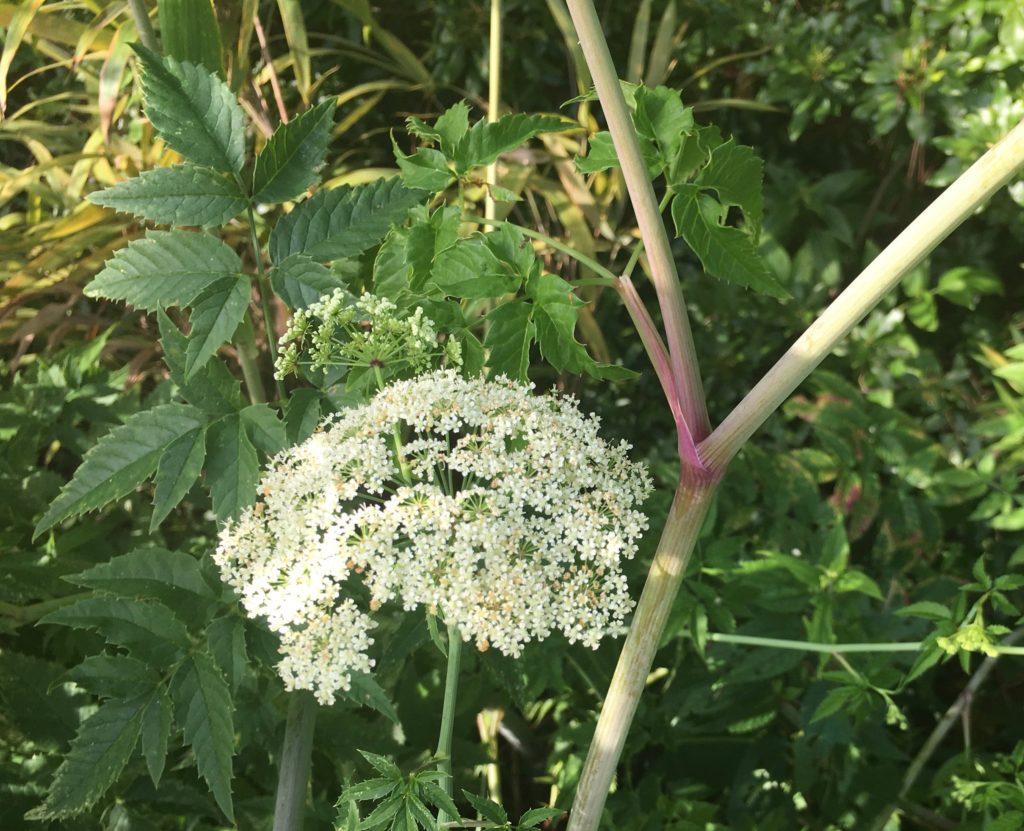 not giant hogweed! | north carolina cooperative extension