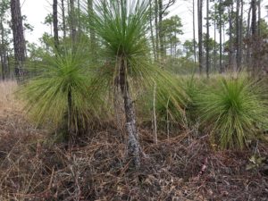 Photo by Shawn Banks of some longleaf pines in the woods.