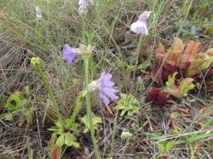 Photo by Tom Glasgow shows a venus flytrap, butterwort, parrot pitcher plant and sundews growing in the same small area. The sundews are a little harder to see, but they're in the bottom of the photo, slightly to the left of center. This would be early to mid May; the butterworts flower before the flytraps.