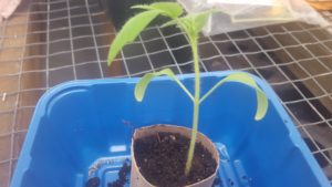 3 Week Old Tomato Seedling