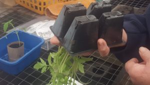 Removing Seedling from Container