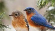 Placing a Bluebird Nest Box | N.C. Cooperative Extension