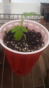 Tomato Seedling in Red Cup