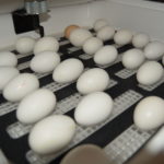 Eggs in Incubator