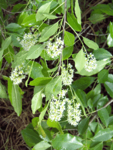 Photo if Carolina Cherry Laurel Prunus caroliniana CES NCSU EDU PLANTS Homer Edward-Price CC BY 1-1