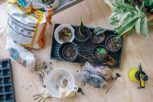 Photo of starting seedling and repotting