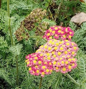 Yarrow from Discovery Gardens In Jacksonville NC