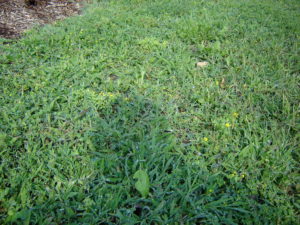 Crabgrass and Hop Clover Photo by Shawn Banks