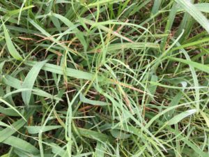 Crabgrass in Bermudagrass