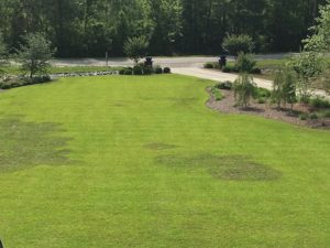 Photo of Lawn with Large Patch Disease