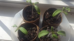 Seedlings 11 days 