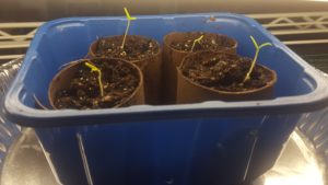 Tomato Seedlings 5 days