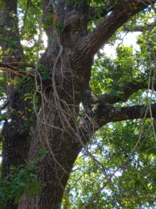 dangling dead tree limbs