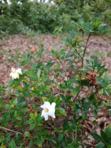 Photo of Gardenia with Deadheads