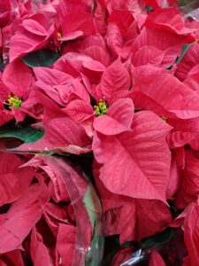 Poinsettia Plant