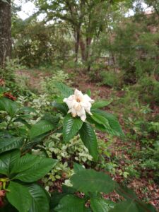 Gardenia and Shrubs