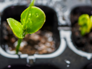 Garden seedlings