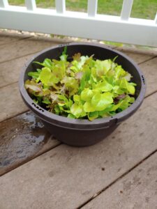 Lettuce in a container