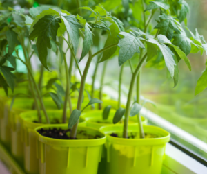 Tomato seedlings