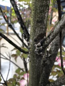 Calico scales on dogwood.