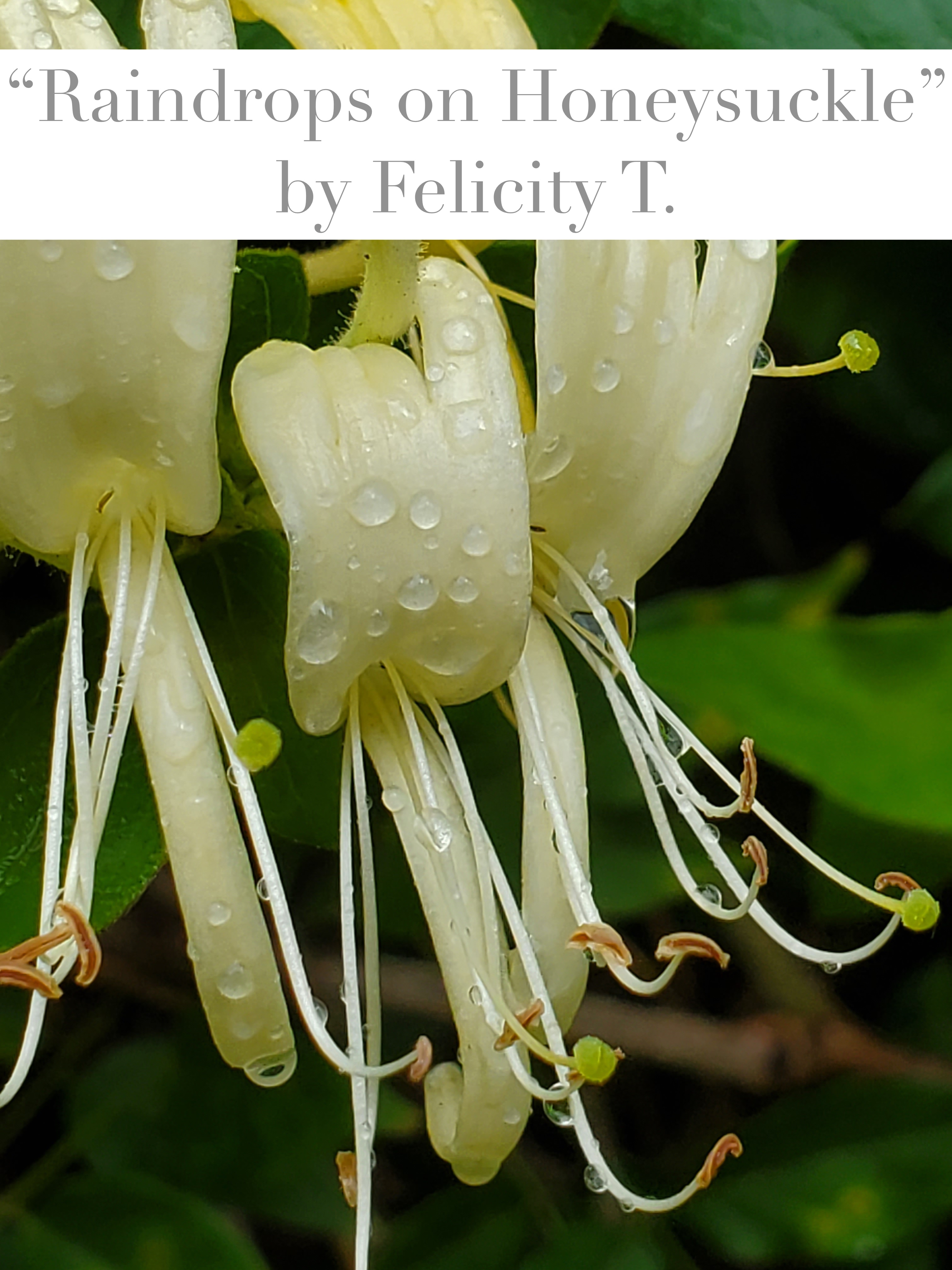 2020 1st place Junior Division: Nature's Beauty "Raindrops on Honeysuckle" taken by Felicity T.