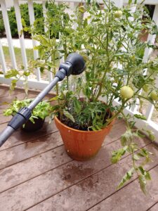 Watering tomatoes