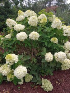 Little lime hydrangea