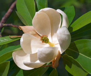 Swamp or Sweet Bay Magnolia (Magnolia virginiania)