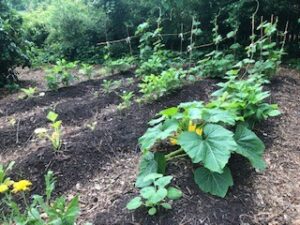 Mulched Garden Bed