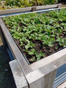 Raised bed garden