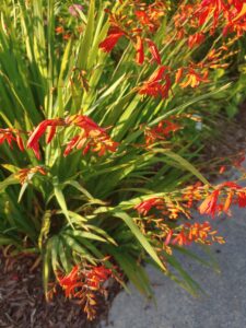 Crocosmia