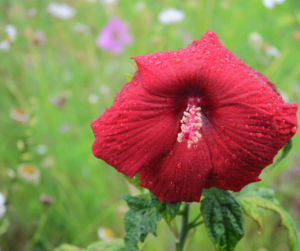 Hibiscus 'Midnight Marvel'