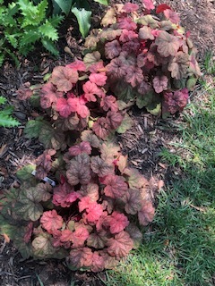 Coral Bells