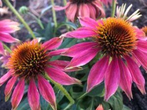 Eastern Purple Coneflower (Echinacea purpurea)