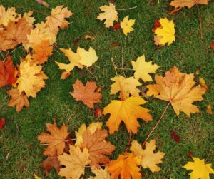 Leaves on the lawn