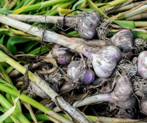 Garlic bulbs in the garden