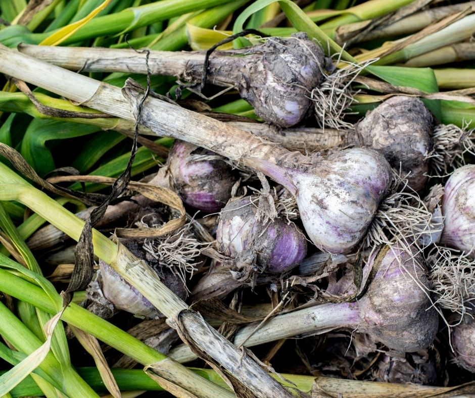 Growing Garlic and Winter Prep N.C. Cooperative Extension