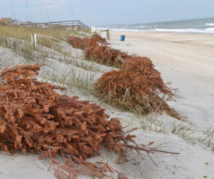 Christmas trees helping dune erosion