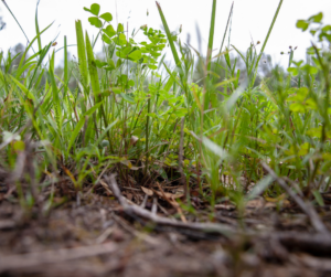 Weeds in the lawn