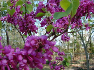 Eastern Redbud Cercis canadensis