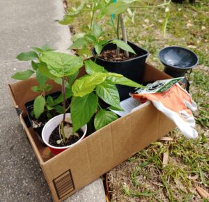 Plants and gloves